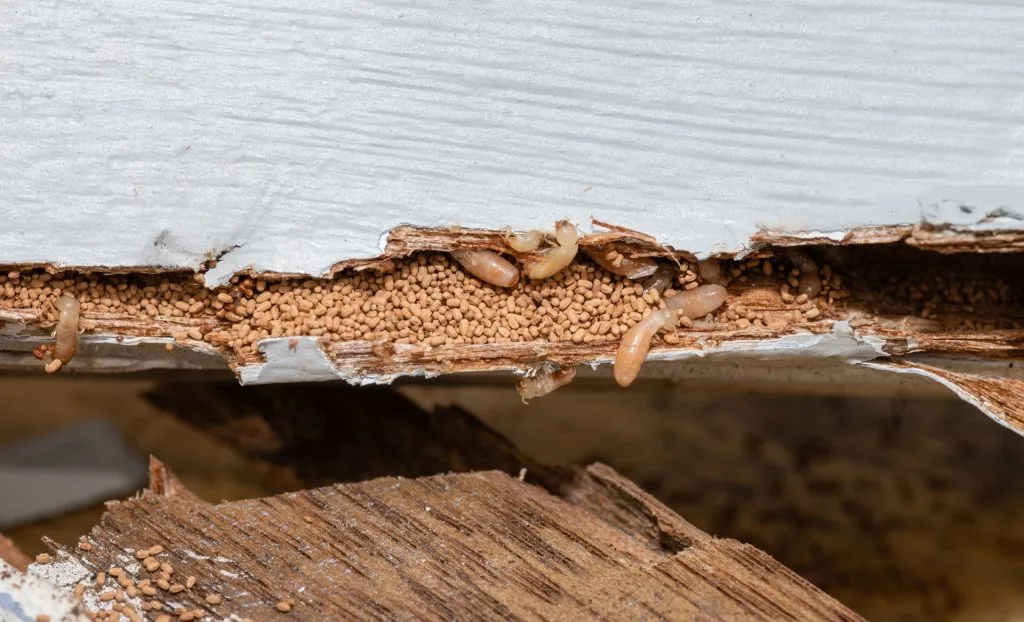 Wooden beam with visible termite damage and sawdust.
